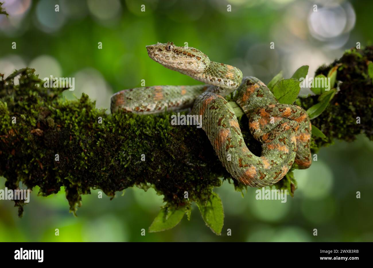 A venomous viper snake in Costa Rica Stock Photo