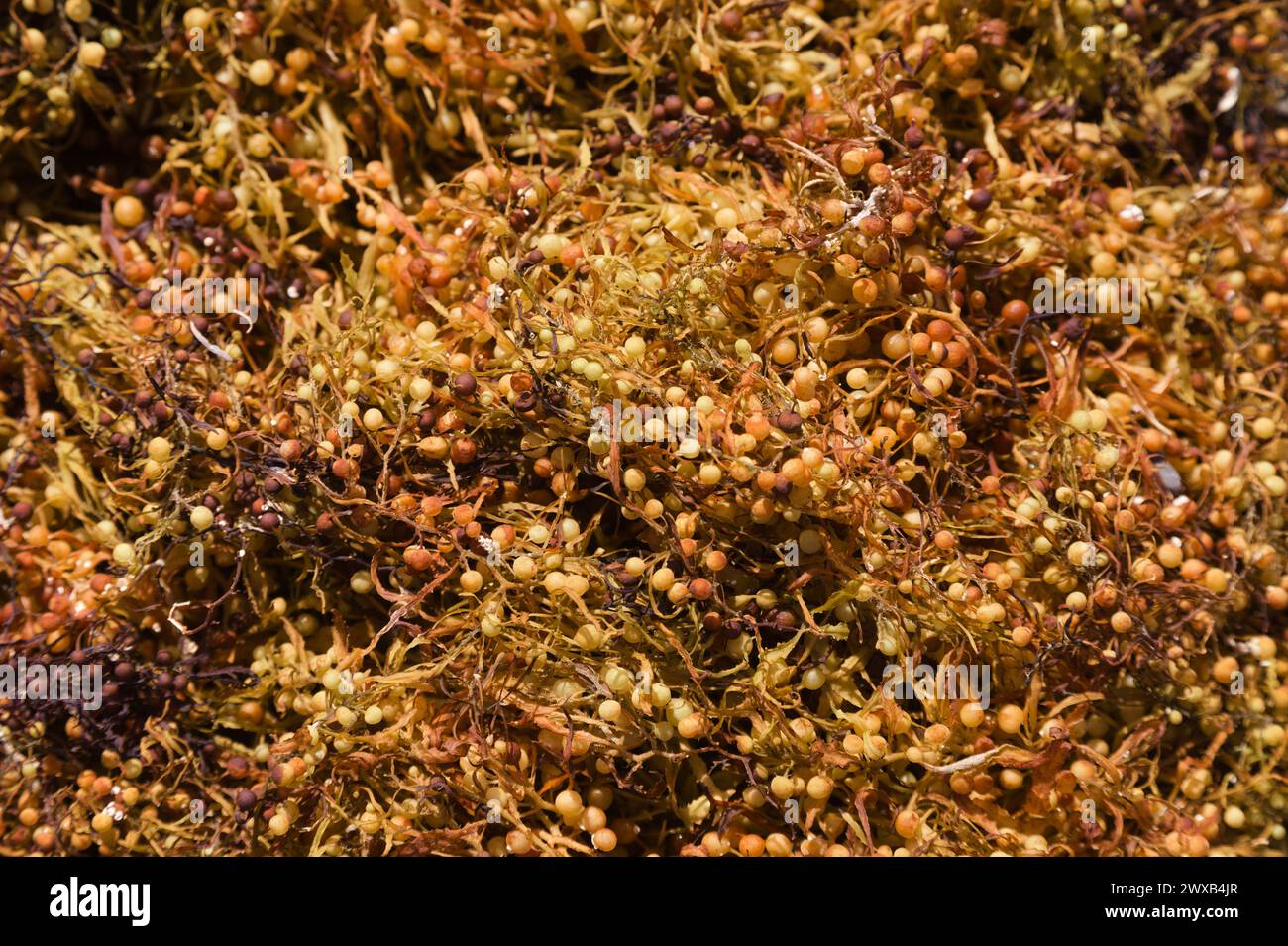 Sargassum seaweed washed up in large quantities on the beaches of Las Palmas de Gran Canaria Stock Photo