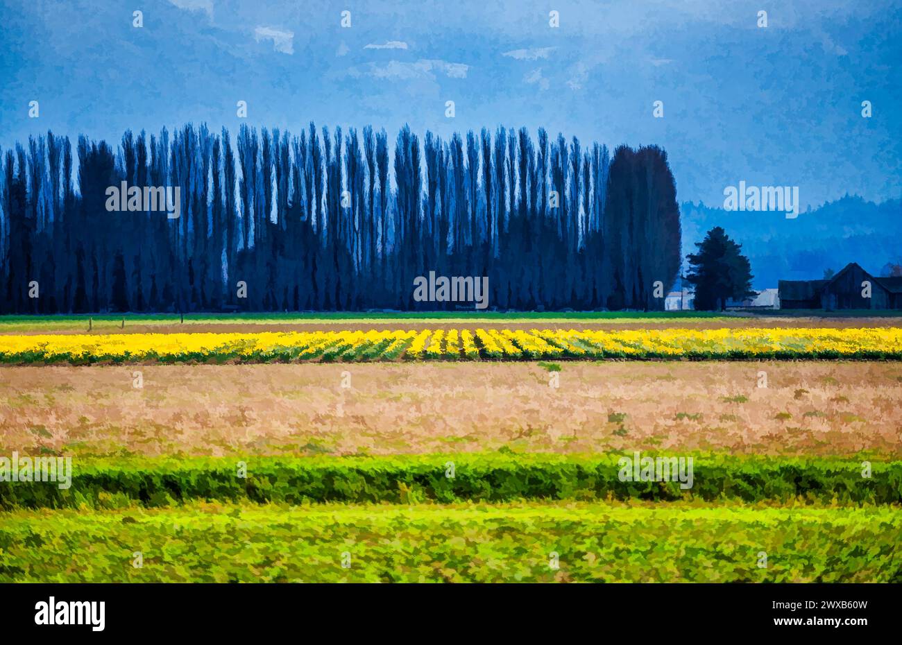 A view of brilliant Daffodils in a field with treess behind. Near La Conner, Washington. Stock Photo