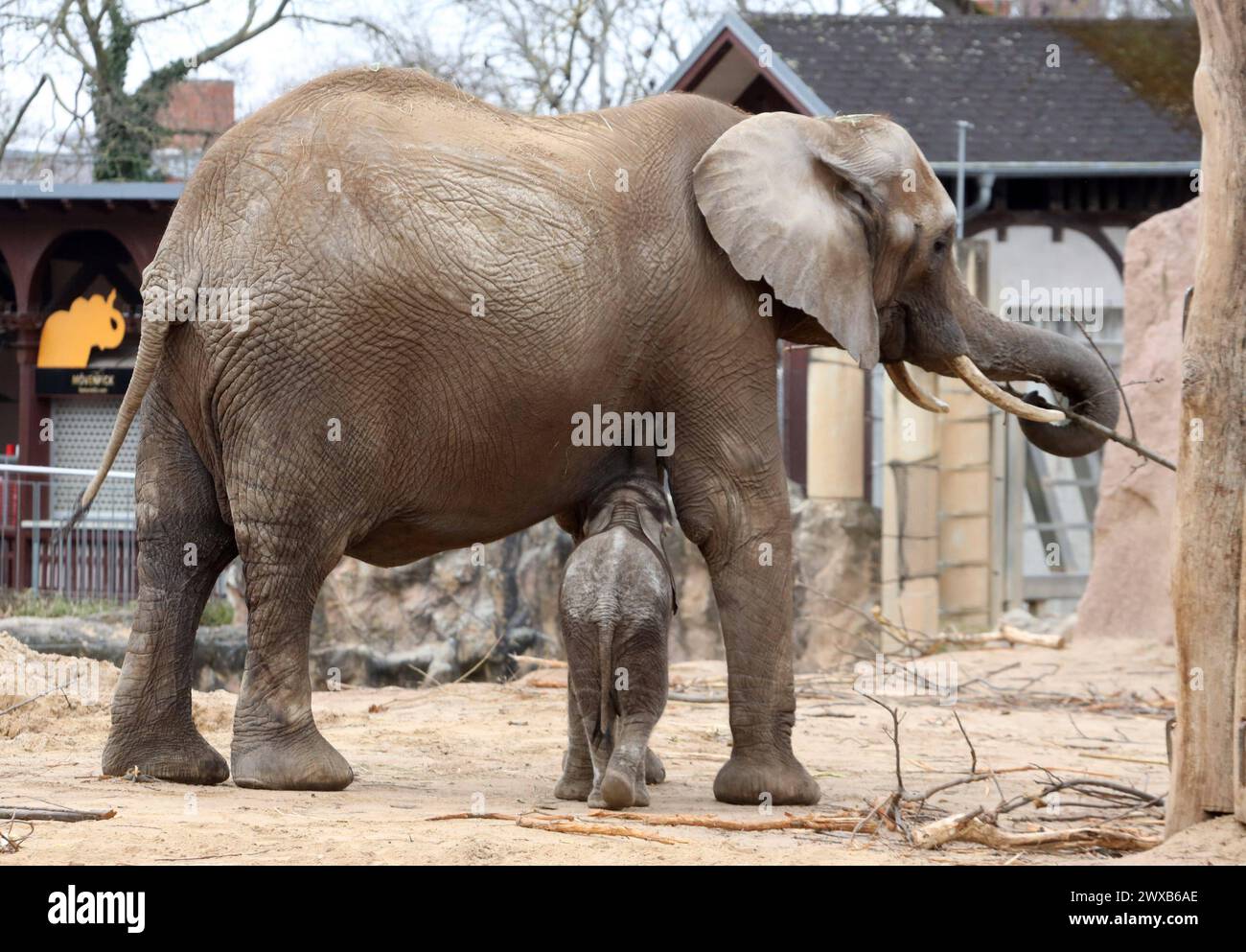 06.03.2024 Sachsen Anhalt Sachsen-Anhalt Halle Saale Bergzoo Zoo ...