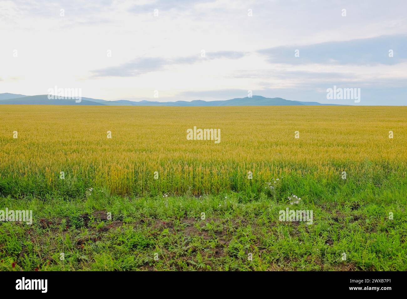 Wheat farm in autumn in Inner Mongolia in China Stock Photo