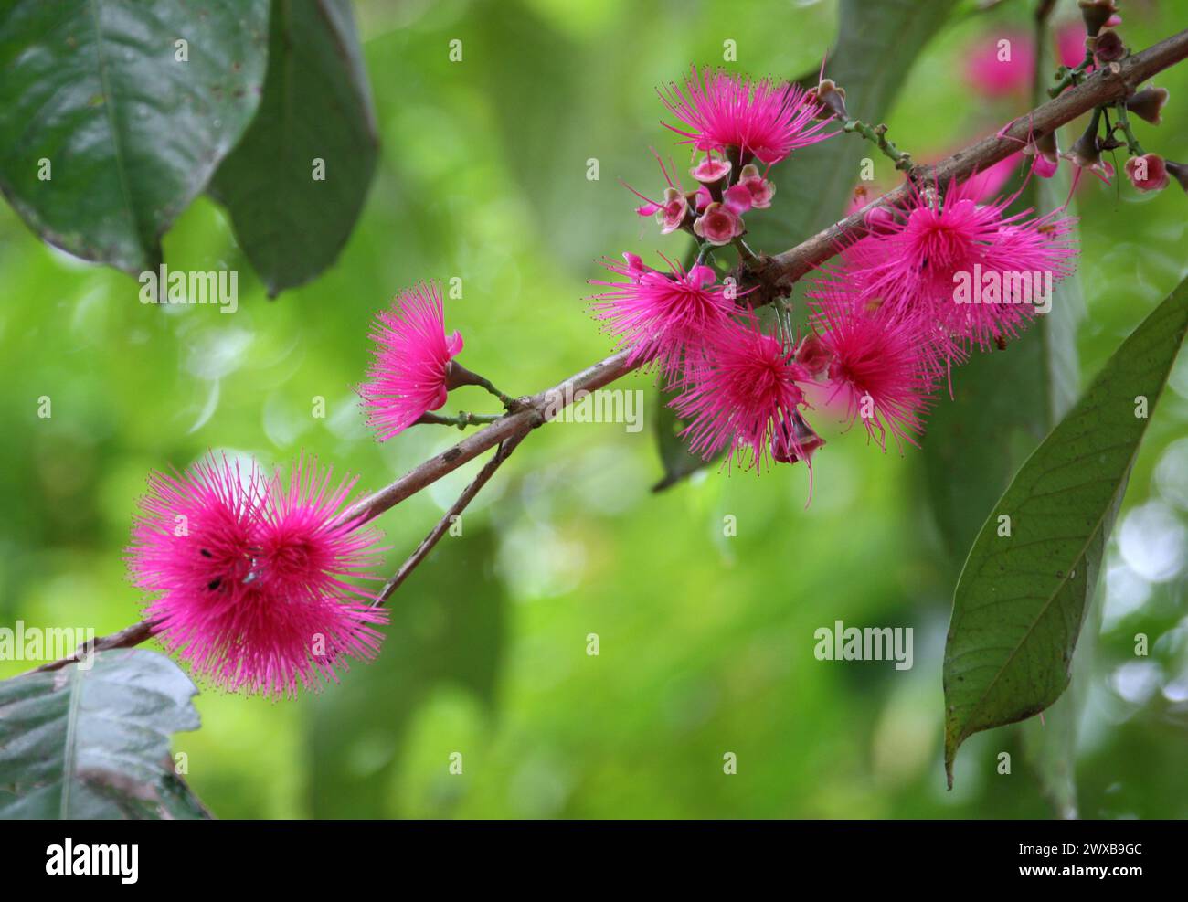Flowers of the Malay Apple or Rose Apple, Syzygium malaccense (malacensis), Myrtaceae. Costa Rica. Syzygium malaccense is a species of flowering tree. Stock Photo