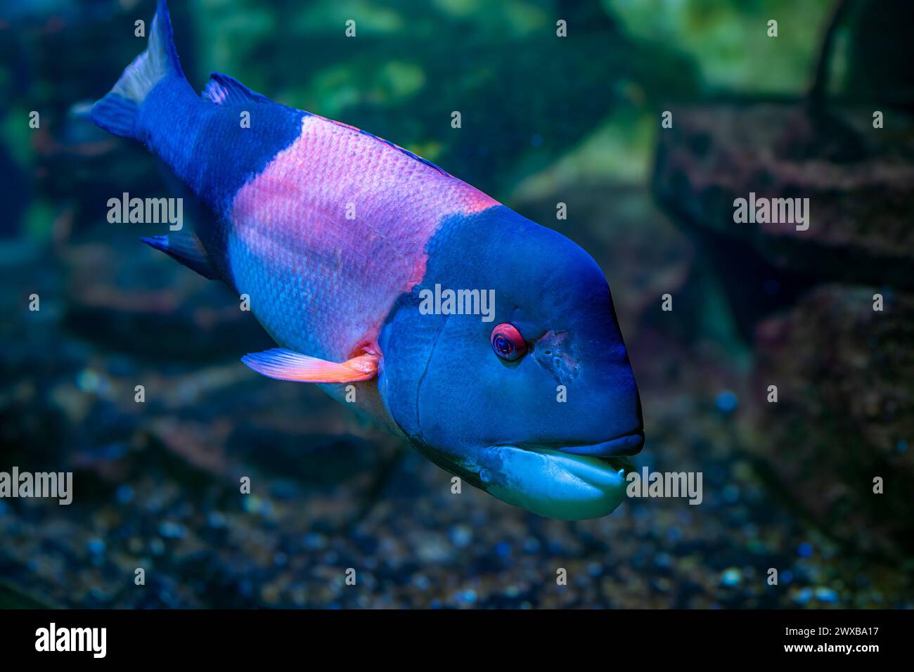 California hogfish also called California sheephead. (Semicossyphus pulcher). Native to the eastern Pacific Ocean. Stock Photo