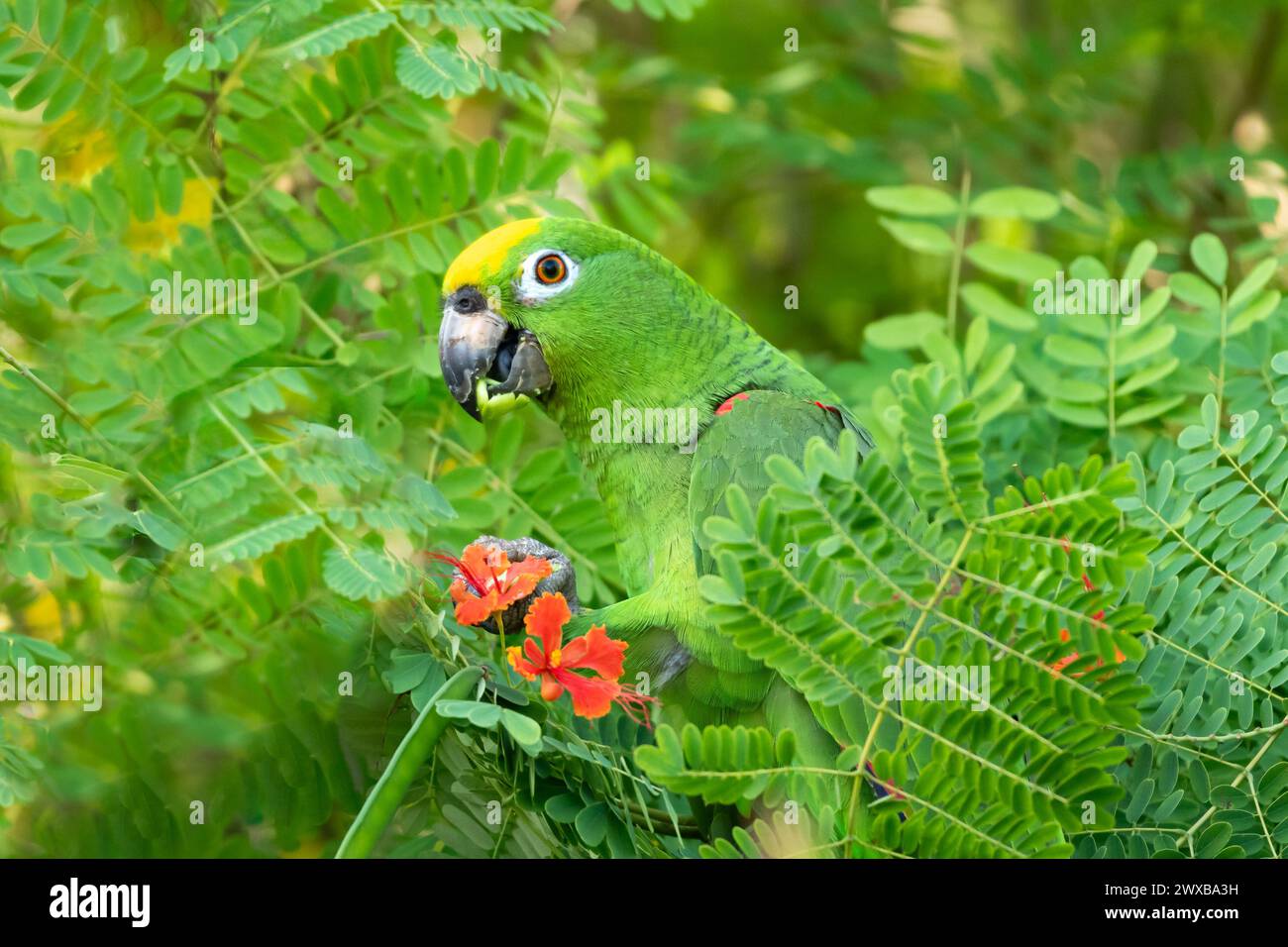 Head shot of a Yellow-crowned Parrot, Amazona ochrocephala, in a tree with a seed pod in its beak eating Stock Photo