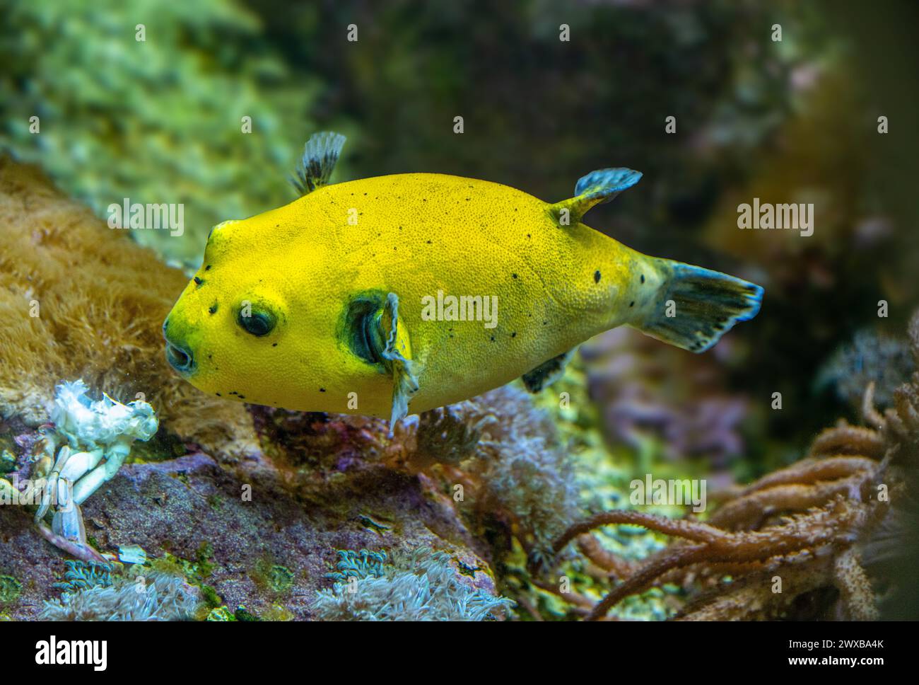 Yellow Blackspotted Puffer Or Dog-faced Puffer Fish Arothron Nigropunctatus Swimming In Water. Stock Photo