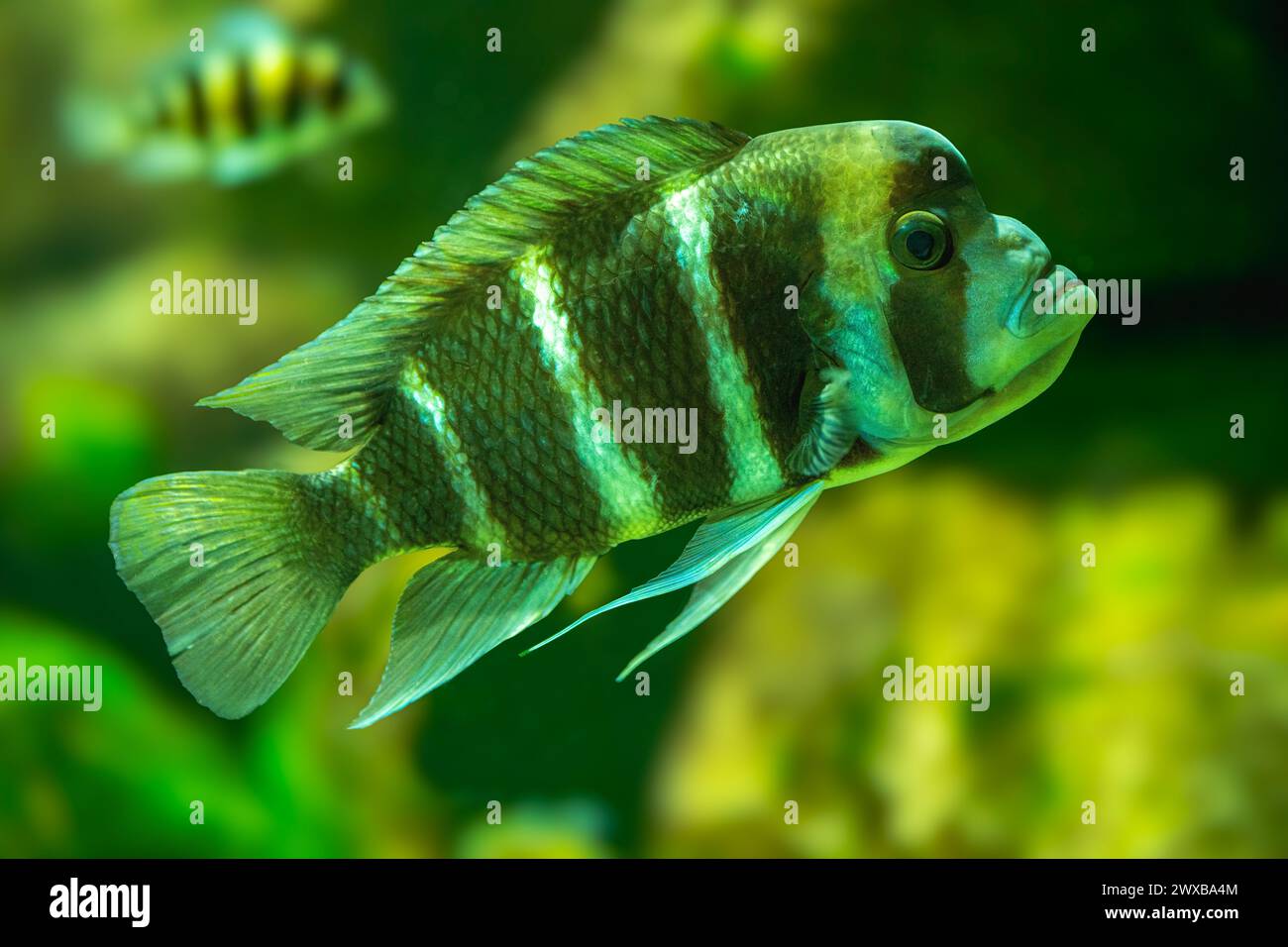 Cyphotilapia frontosa, also called the front cichlid and frontosa cichlid, is an east African species of fish endemic to Lake Tanganyika. Stock Photo