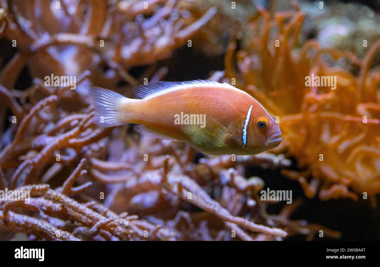 Common anemonefish (Amphiprion perideraion) Stock Photo