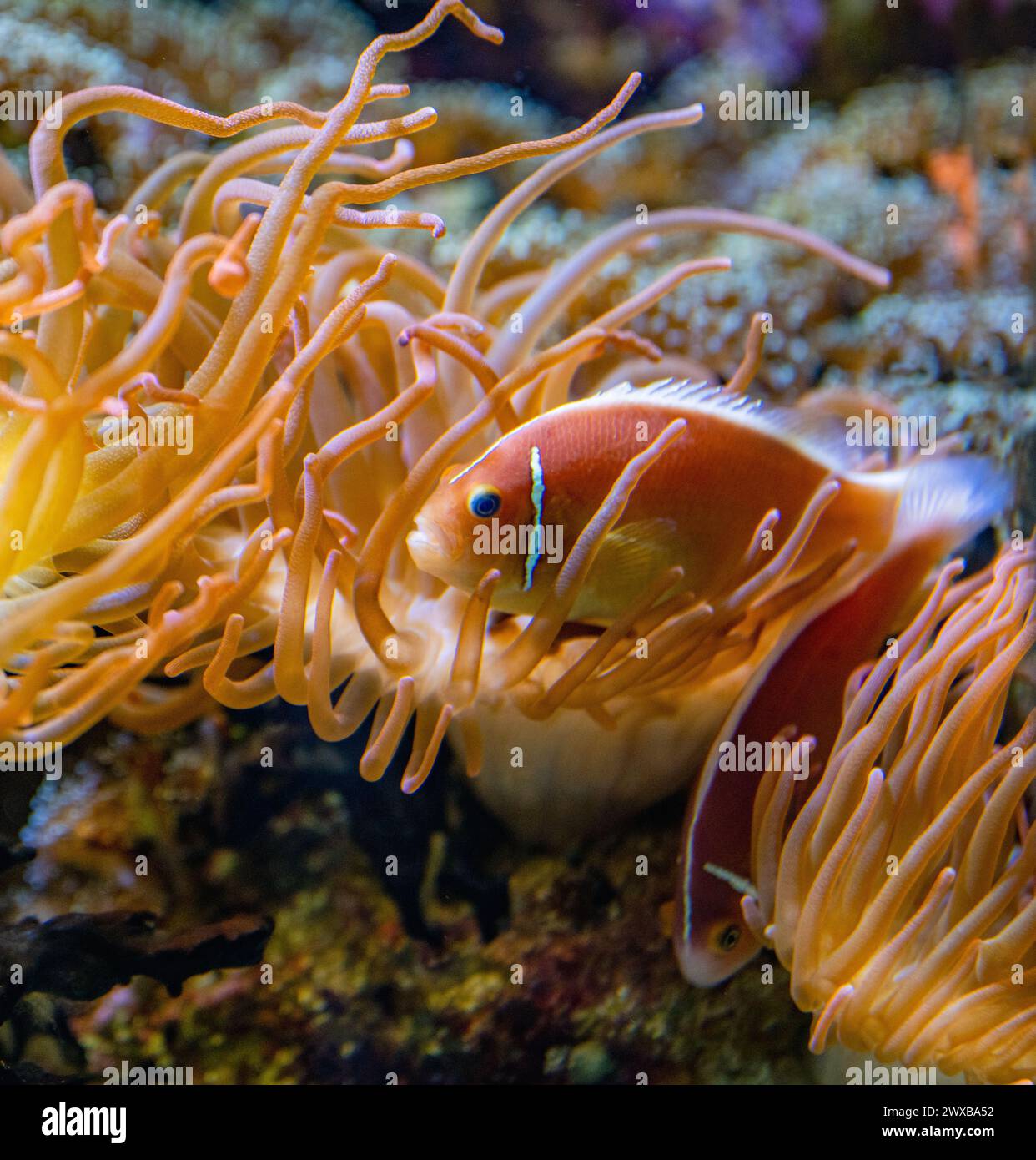 A pair of common anemonefish (Amphiprion perideraion) Stock Photo