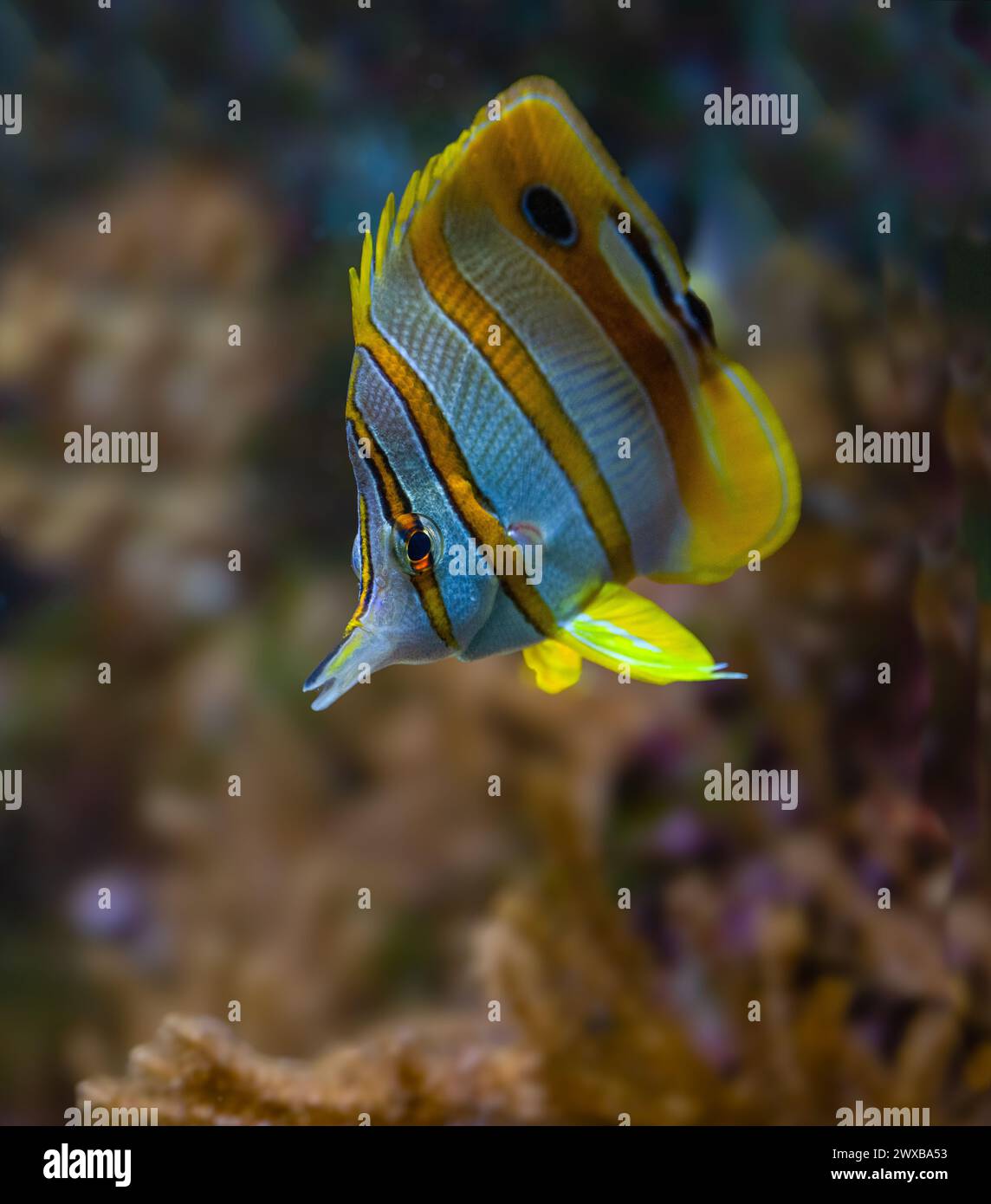 The copperband butterflyfish (Chelmon rostratus), also known as the beaked coral fish, is found in reefs in both the Pacific and Indian Oceans. Stock Photo