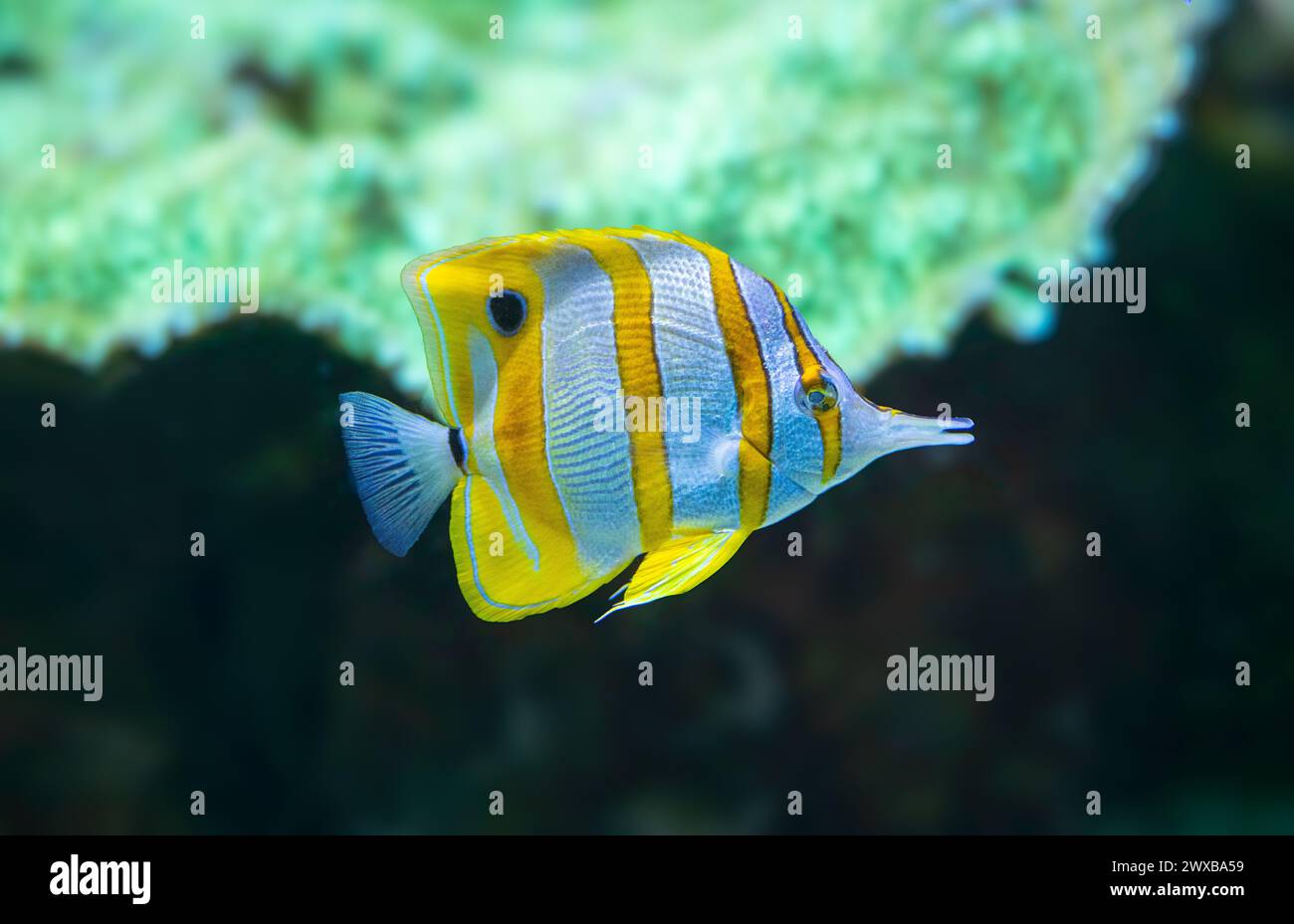 The copperband butterflyfish (Chelmon rostratus), also known as the beaked coral fish, is found in reefs in both the Pacific and Indian Oceans. Stock Photo