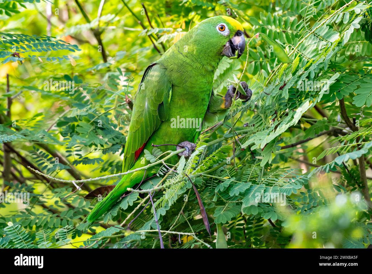 Close up of a Yellow-crowned Parrot, Amazona ochrocephala, chewing on seeds with a pod in his talons in a Pride of Barbados tree Stock Photo