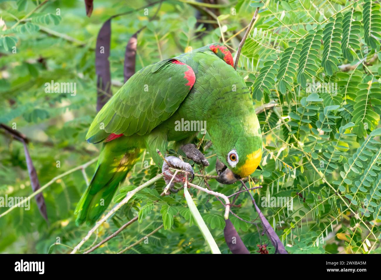 Yellow-crowned Parrot, Amazona ochrocephala, feeding on seeds in a Pride of Barbados tree in the rainforest of Trinidad and Tobago Stock Photo