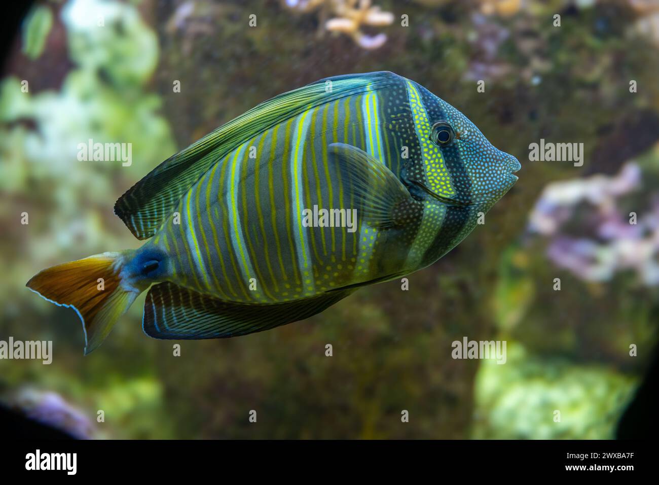 Indian sail fin tang hi-res stock photography and images - Alamy