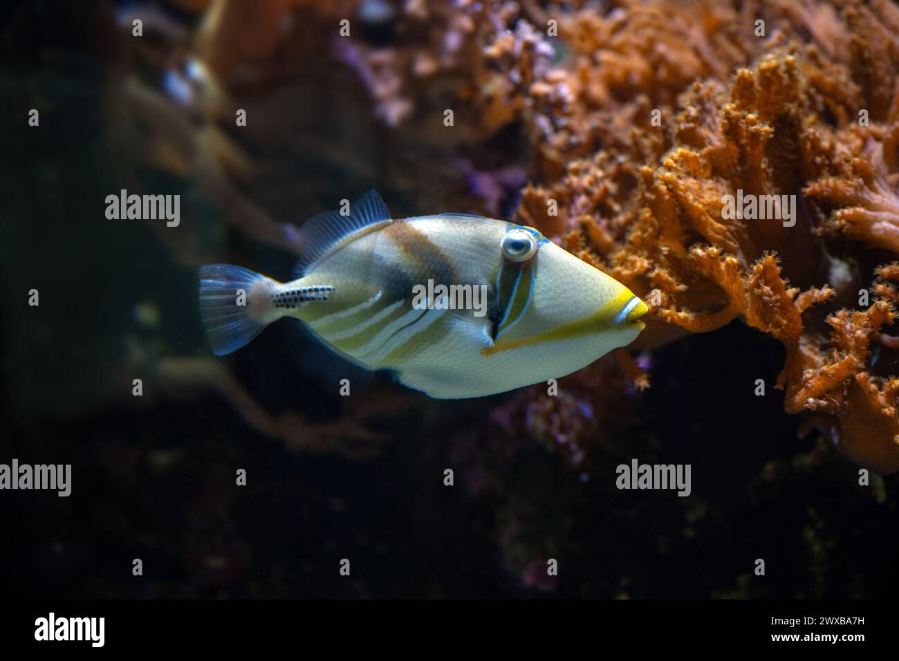 Picasso Triggerfish (Rhinecanthus assasi) Red Sea Stock Photo