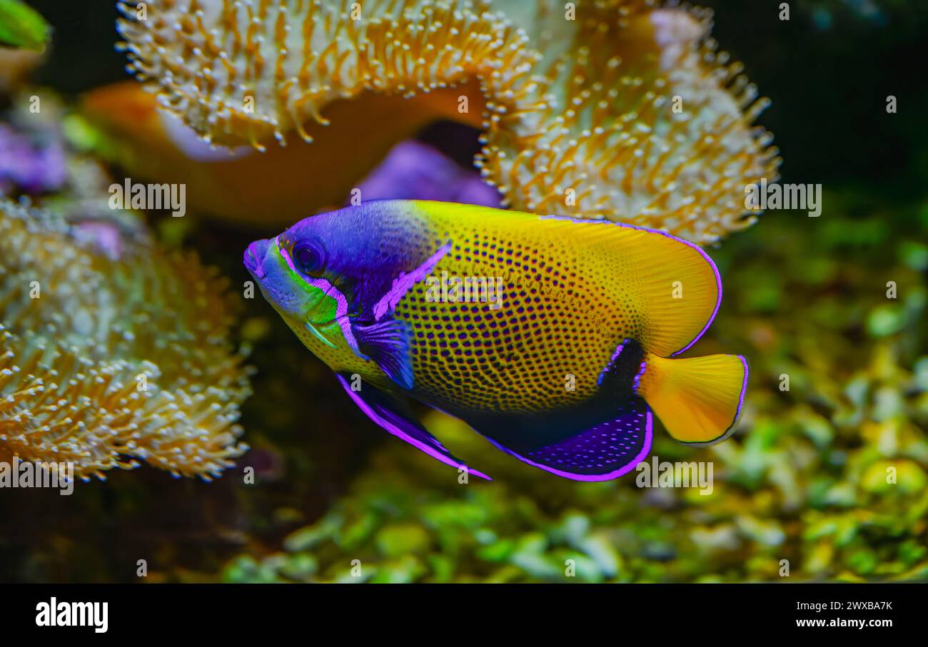 Majestic angelfish or bluegirdled angelfish pomacanthus navarchus Stock Photo