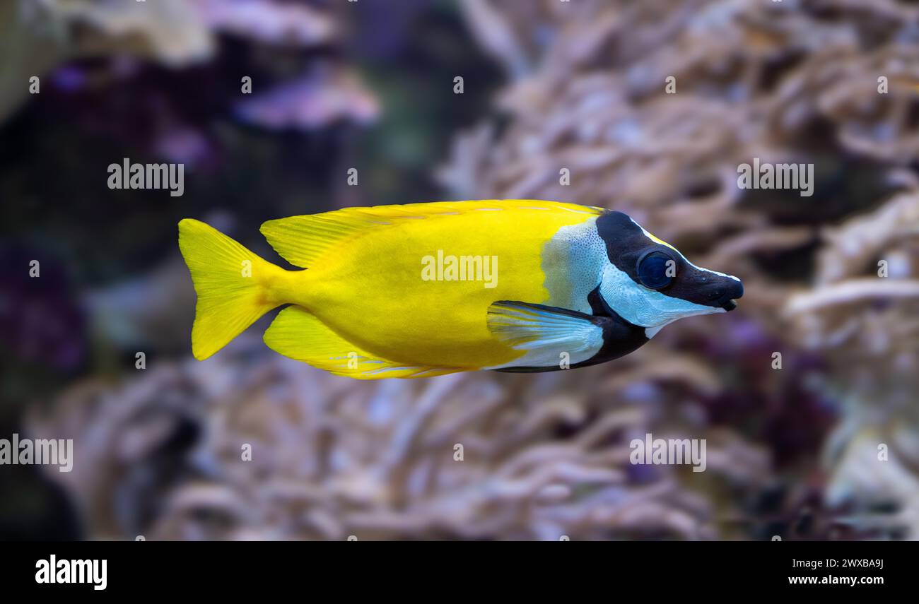 The foxface rabbitfish (Siganus vulpinus)a species of fish found at reefs and lagoons in the tropical Western Pacific Stock Photo