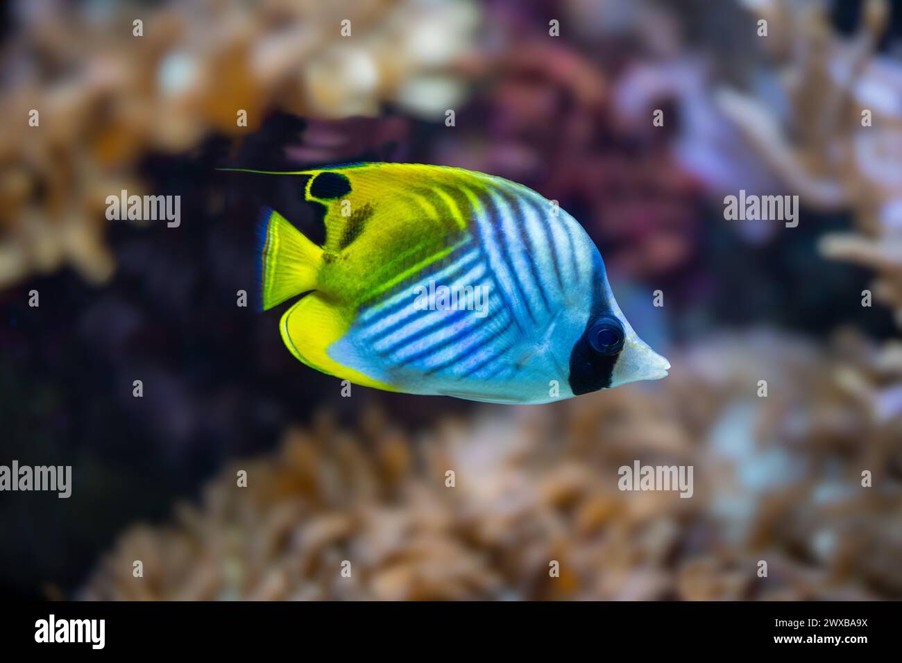 Threadfin Butterfly Fish or ´Chaetodon Auriga´ Stock Photo