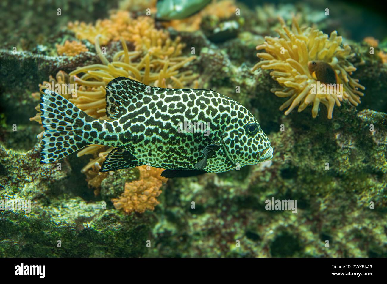 Harlequin sweetlips (Plectorhinchus chaetodonoides) is a marine fish native to tropical Indo-Pacific Ocean. Stock Photo