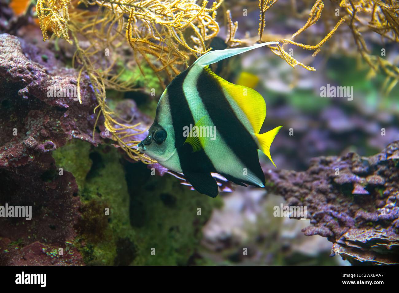 Labrichthyini hi-res stock photography and images - Alamy