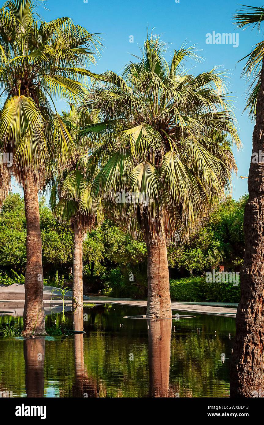 beautiful tropical palm trees in an urban park of Kuwait City Stock