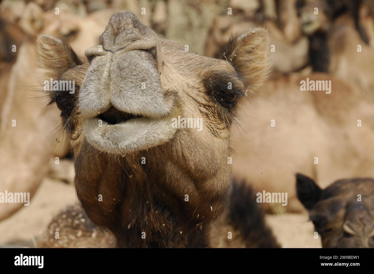 Camel market, fair, people, wedding market, animals, desert town Pushkar, (Pushkar Camal Fair), camel face in close-up with a humorous expression Stock Photo