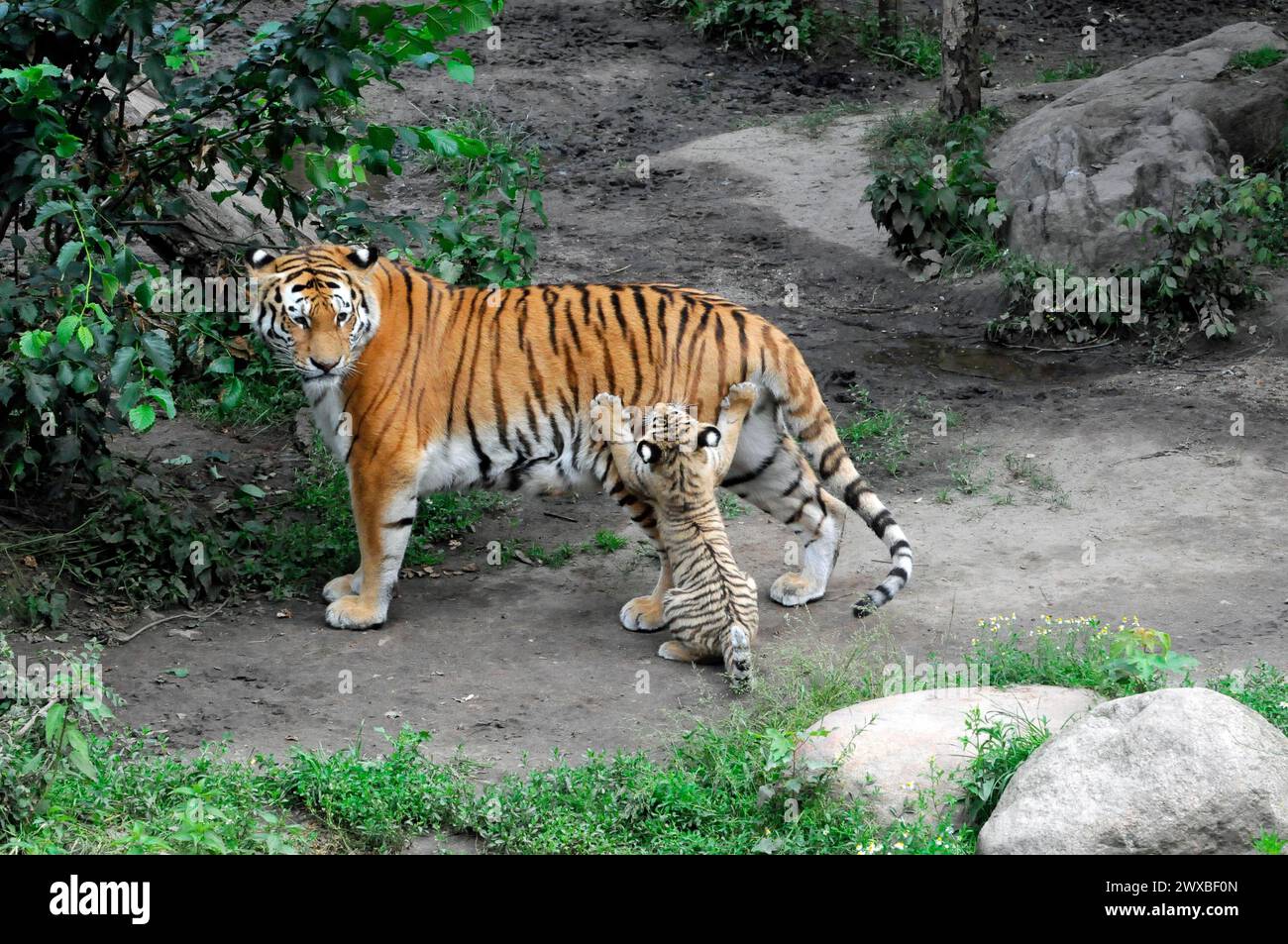 Sumatran tiger (Panthera tigris sumatrae), female with young, captive, A tiger young follows its mother through an enclosure with green plants Stock Photo
