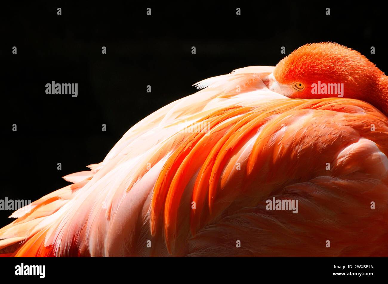 A sleeping flamingo (Phoenicopterus ruber) captive, with bright orange feathers against a dark background, Leipzig, Germany Stock Photo