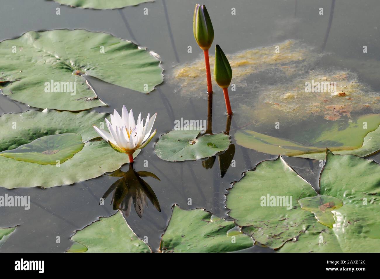 White water lily (Nymphaea lotus), captive, next to a bud on the water surface with foliage, Stuttgart, Germany Stock Photo