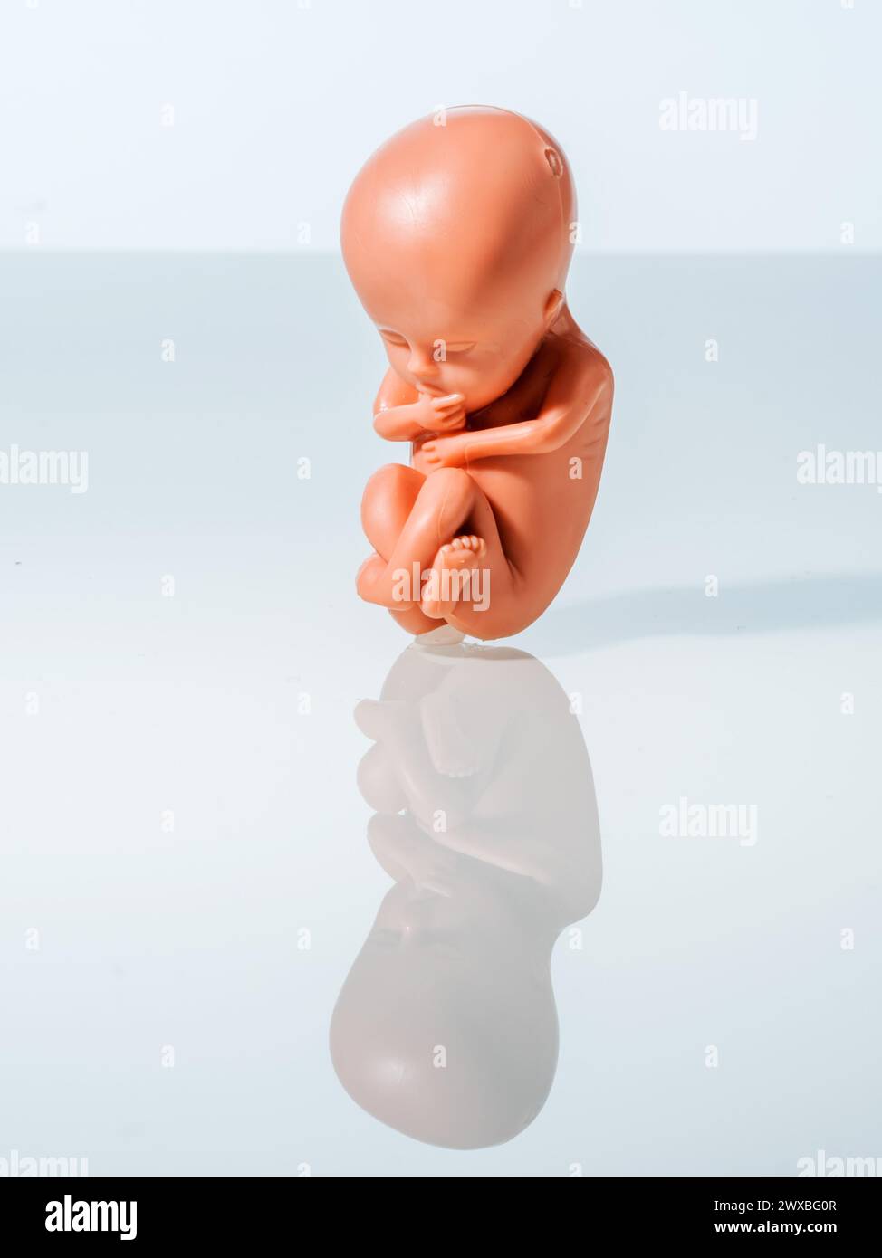 A 12-week-old Emybro made of plastic. Model for pregnancy, abortion and contraception. Protection of unborn life Stock Photo