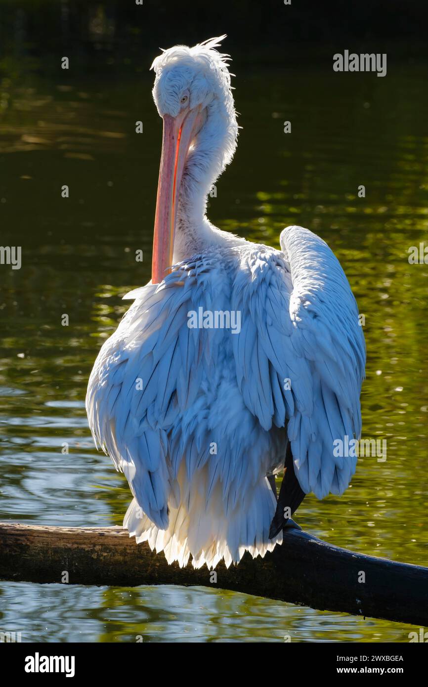 Dalmatian Pelican (Pelecanus crispus), sitting on a branch, occurring in south-east Europe, Asia, captive, North Rhine-Westphalia, Germany Stock Photo