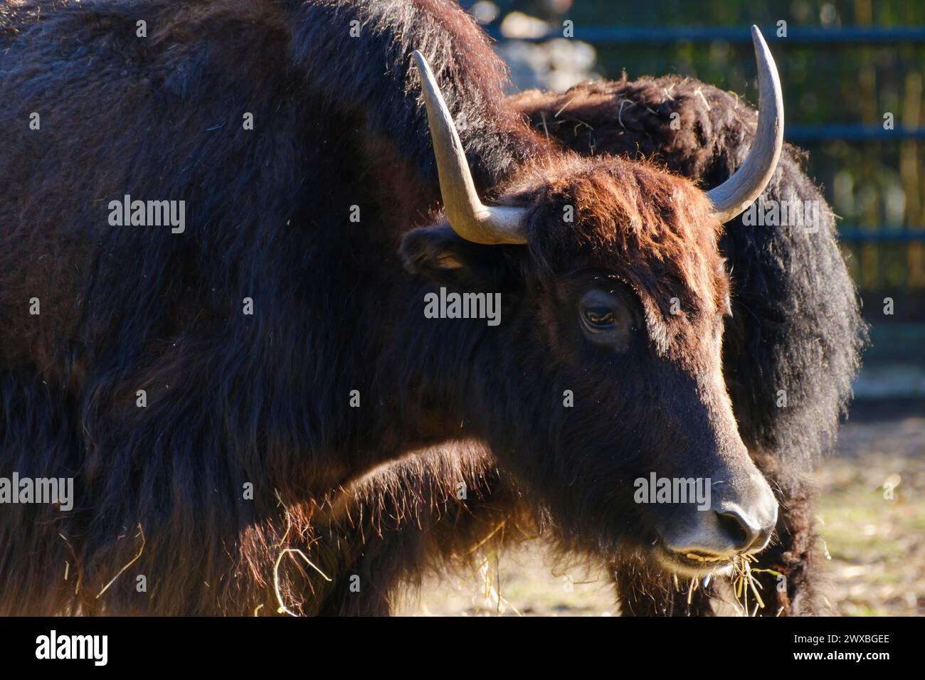 Yak (Bos mutus), cattle, horn bearer, occurrence Tibet, Mongolia, South Siberia, captive, North Rhine-Westphalia, Germany Stock Photo