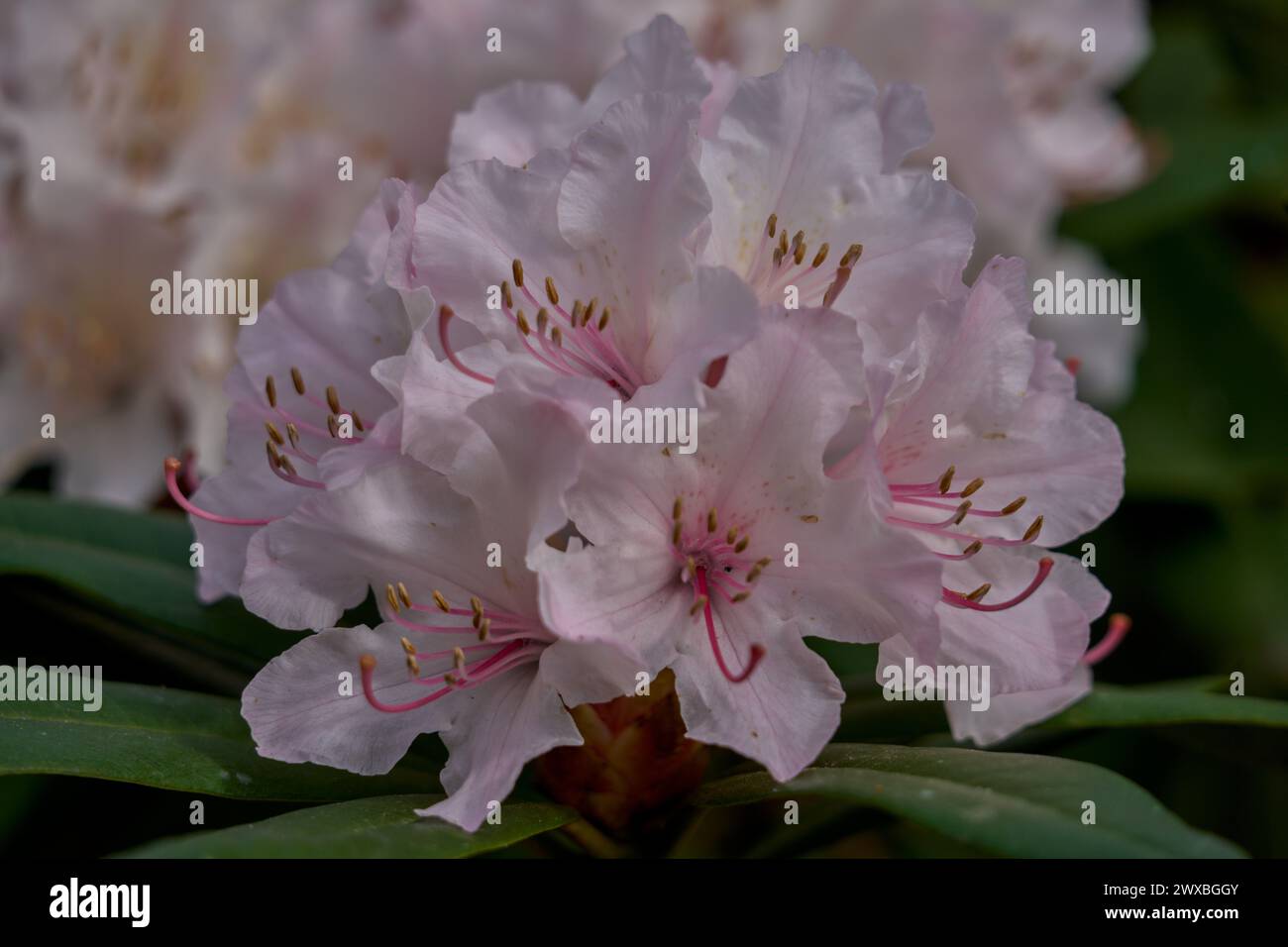 Spring Rhododendron Rhododendron gloriosum hi-res stock photography and images - Alamy
