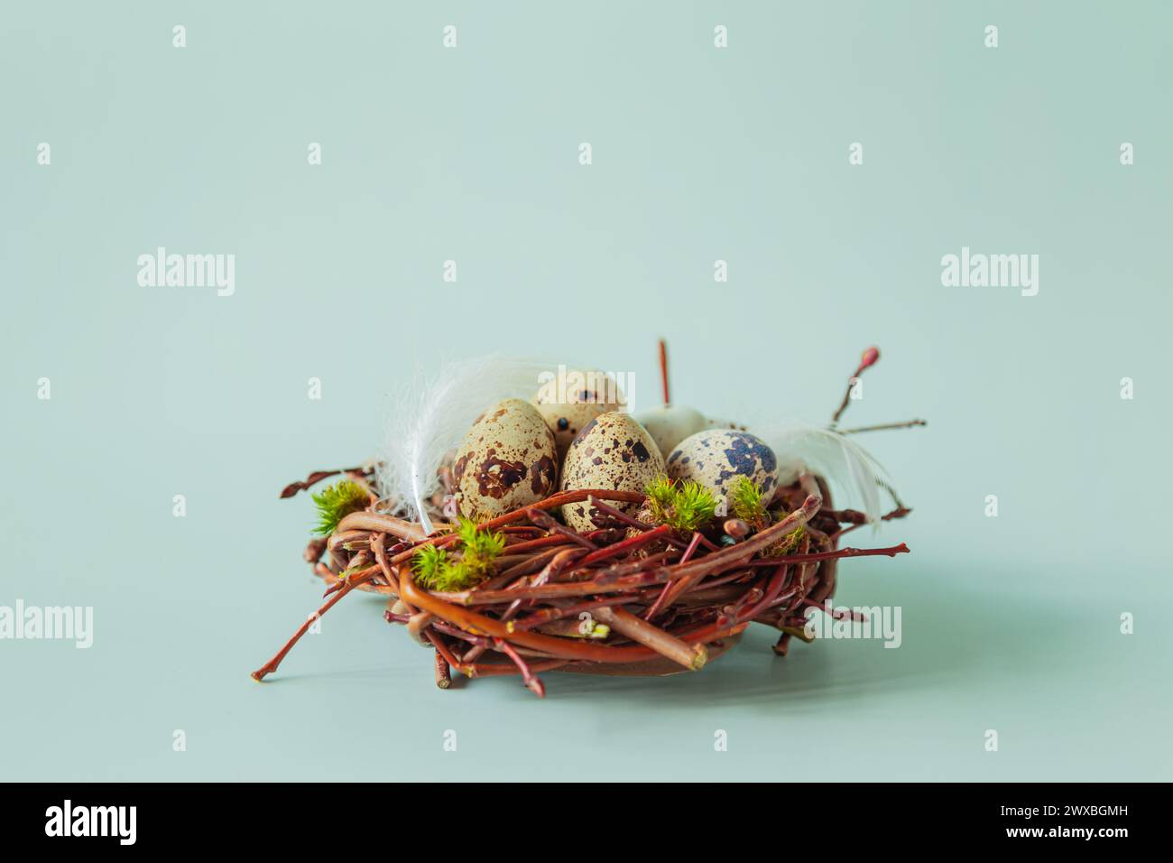 Quail eggs and feathers in a nest on a blue background. Easter background with copy space for text. Stock Photo