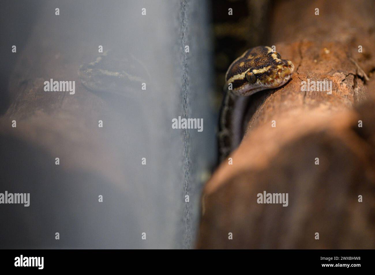 Zagreb, Croatia. 29th Mar, 2024. Angolan python is seen at the snake ...