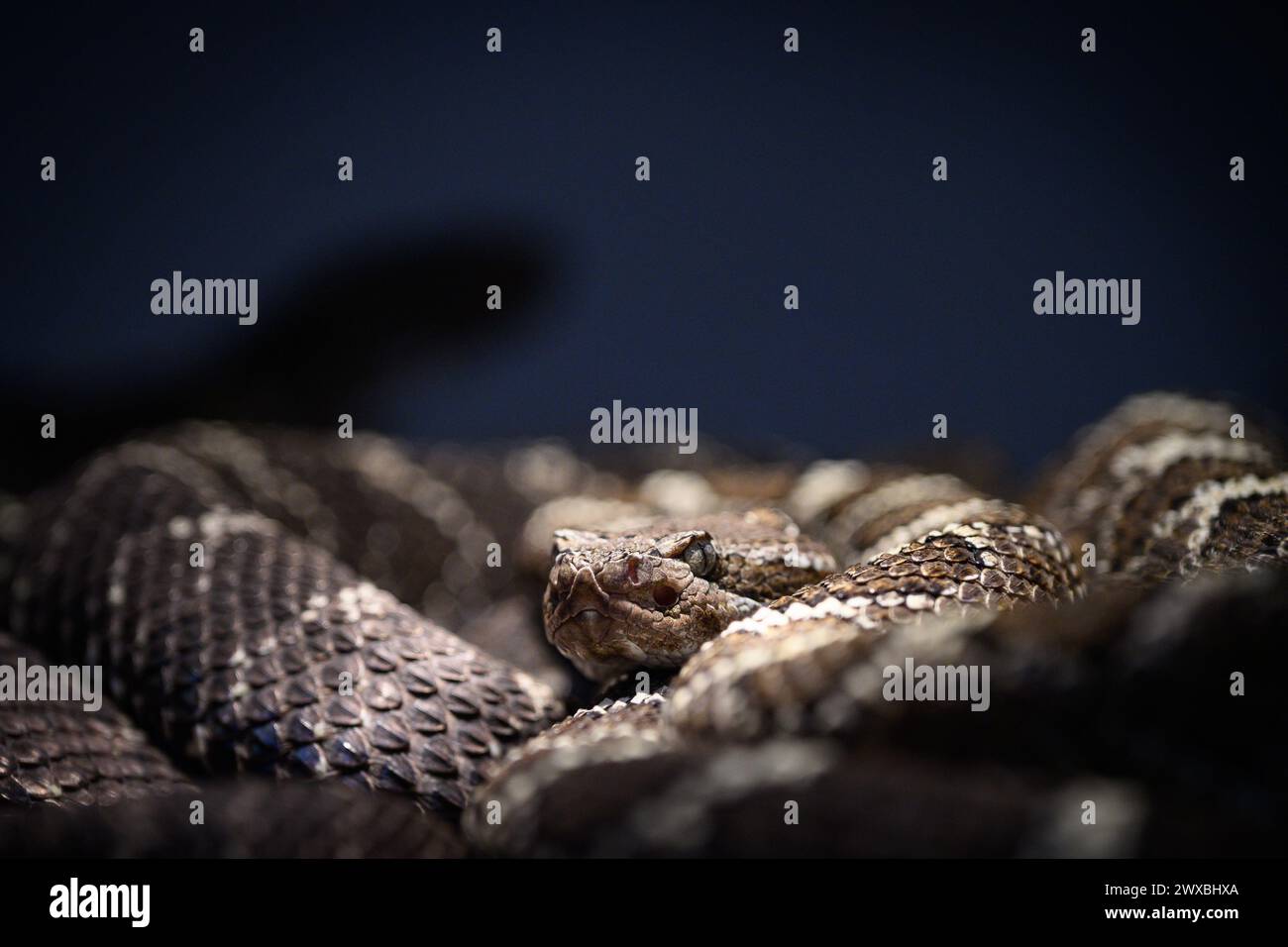 Zagreb, Croatia. 29th Mar, 2024. Black-tailed rattlesnake is seen at the snake and parrot exhibition at Family Mall on March, 29, 2024 in Zagreb, Croatia. Photo: Davor Puklavec/PIXSELL Credit: Pixsell/Alamy Live News Stock Photo