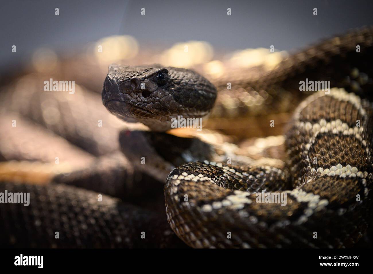 Zagreb, Croatia. 29th Mar, 2024. Black-tailed rattlesnake is seen at the snake and parrot exhibition at Family Mall on March, 29, 2024 in Zagreb, Croatia. Photo: Davor Puklavec/PIXSELL Credit: Pixsell/Alamy Live News Stock Photo