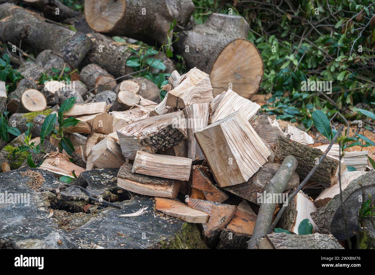 Cut down tree with chopped wood in a forest. Stock Photo