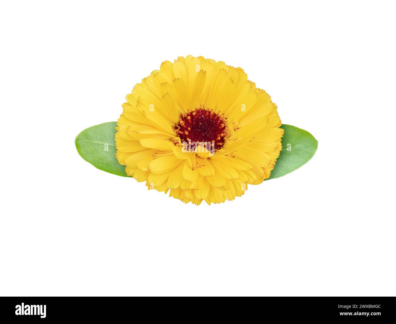 Marigold flowering medicinal plant.  Calendula officinalis bright orange flower with leaves isolated on white. Stock Photo