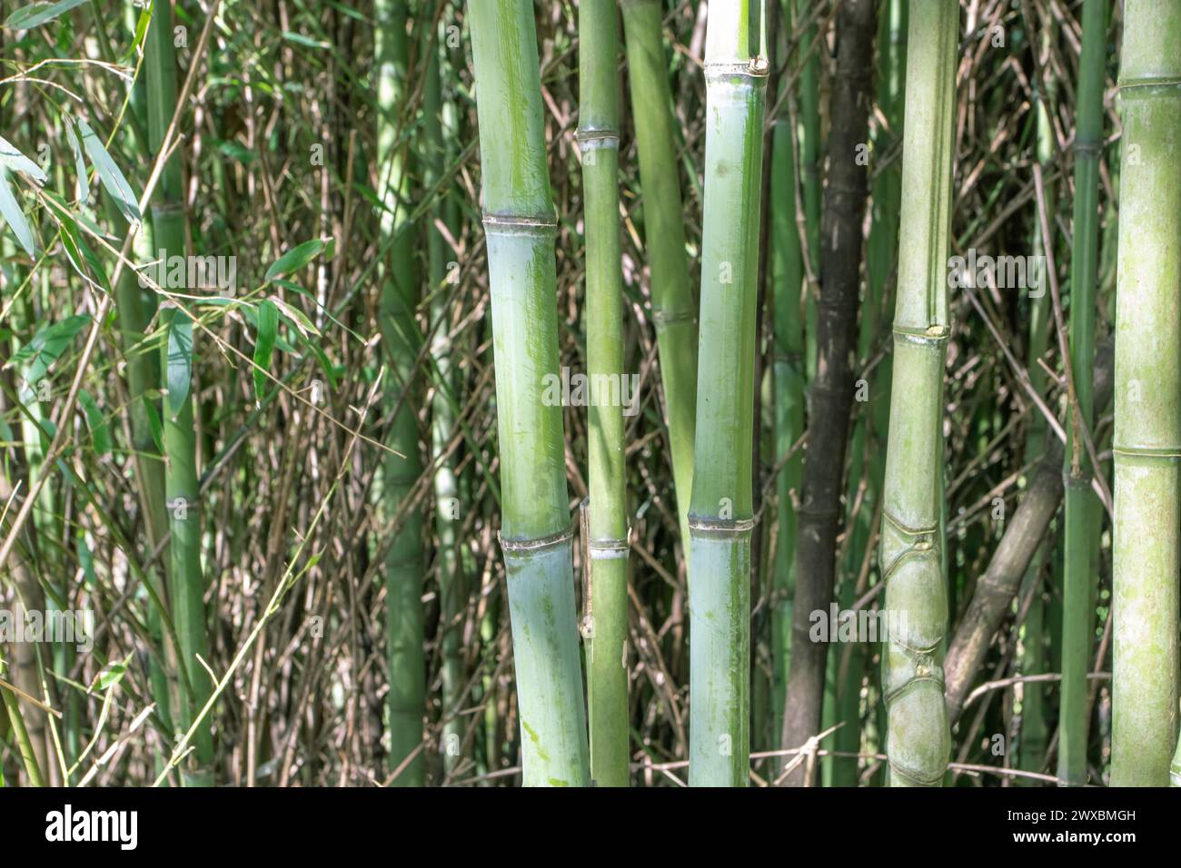 Bamboo stems and leaves in the forest. Bambu plants background. Stock Photo