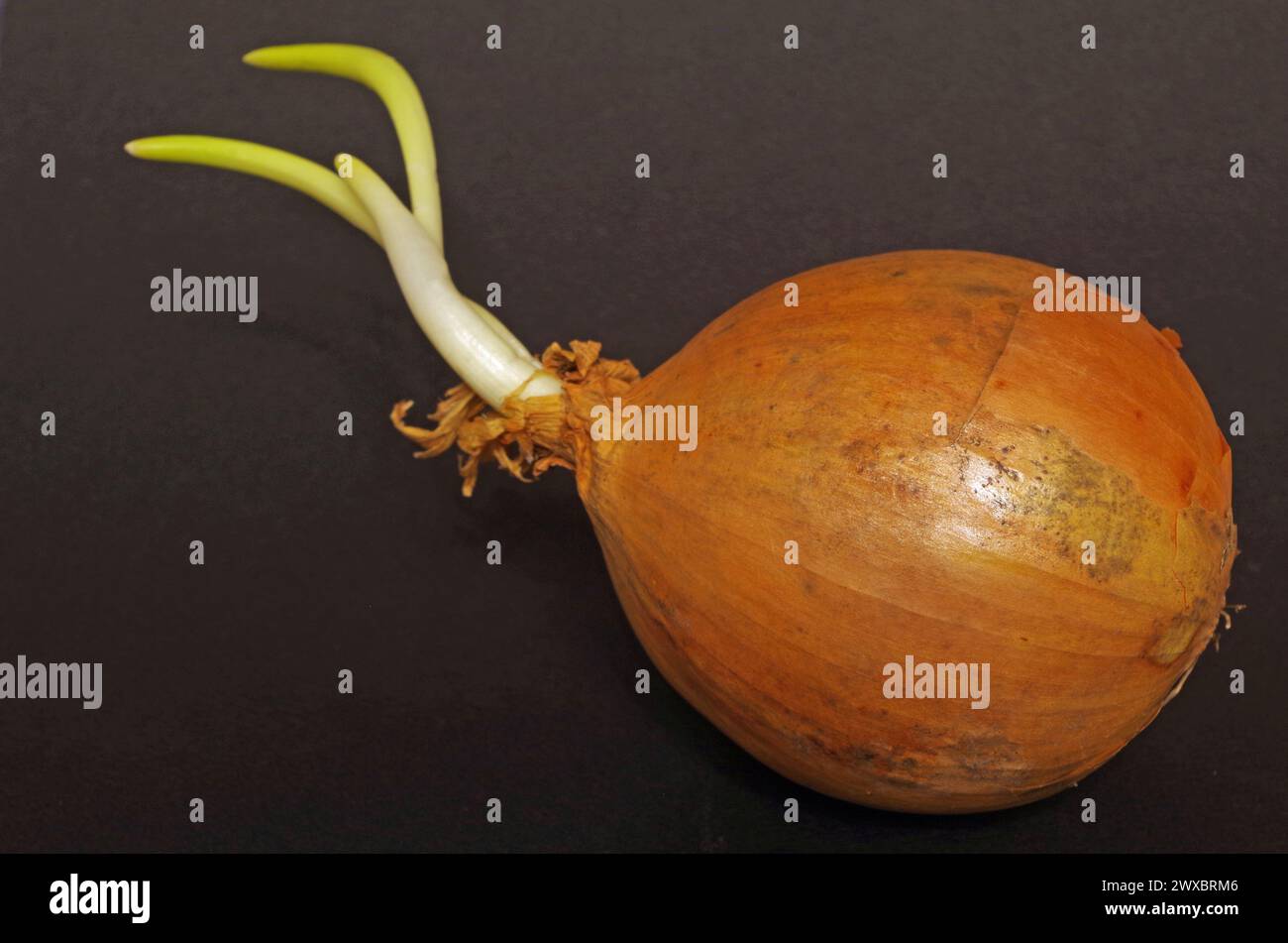 Onion bulb shoot hi-res stock photography and images - Alamy