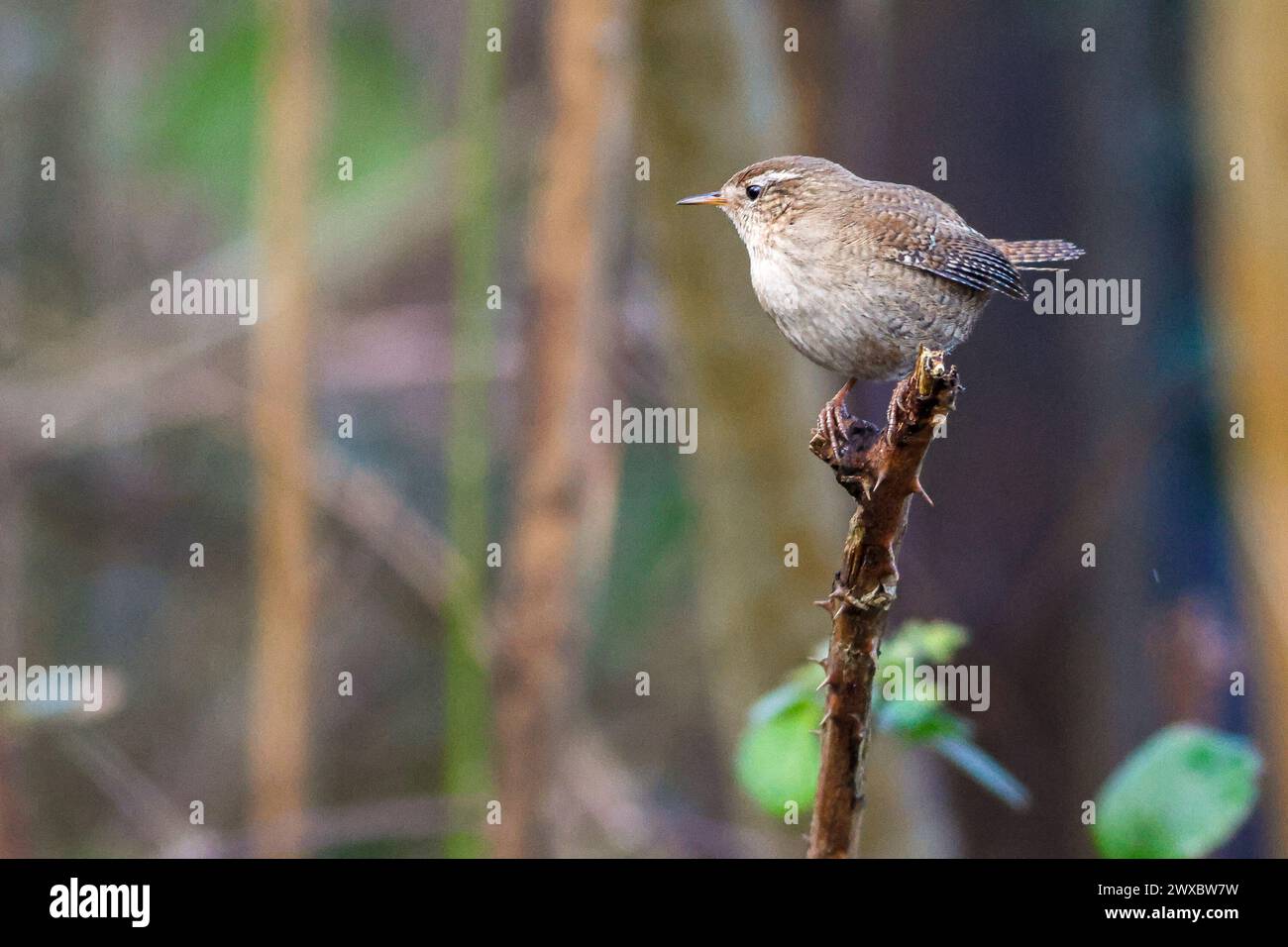 Brittens Pond, Worplesdon. 28th March 2024. Cloudy weather with a strong breeze across the Home Counties this morning. A wren (troglodytes troglodytes) perched at Brittens Pond in Worpleson, near Guildford, in Surrey. Credit: james jagger/Alamy Live News Stock Photo