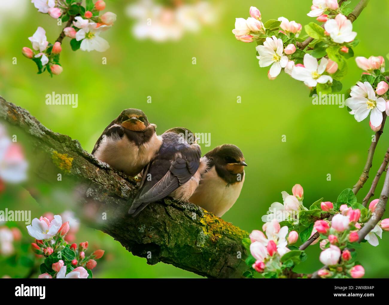 three little swallow chicks are sitting on an apple tree with pink flowers in the spring May garden Stock Photo