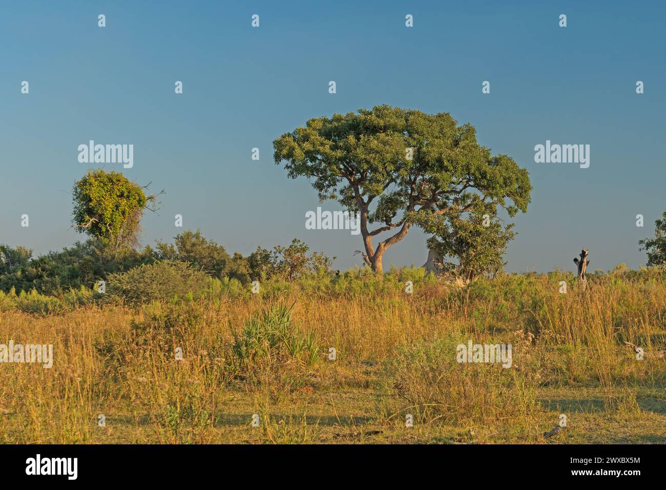 Subtropical Savanna in the Okavango Delta in Botswana Stock Photo