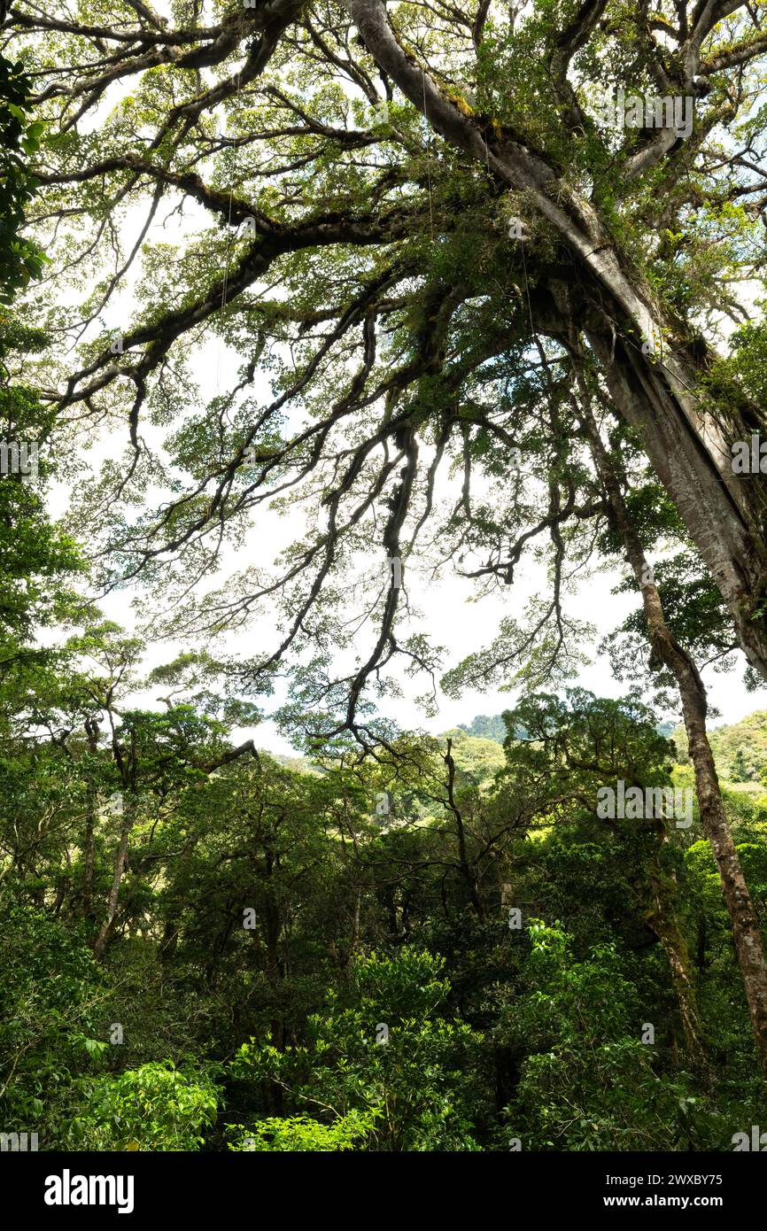 Trees in the cloud Forest in St. Elena Costa Rica Stock Photo