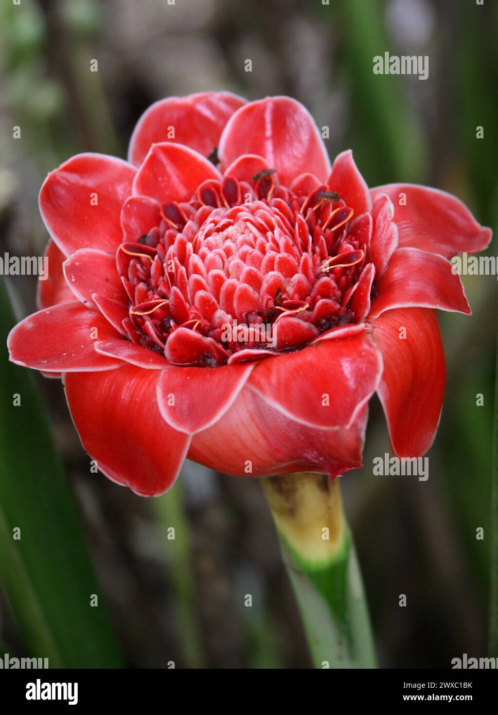 Torch Ginger, Etlingera elatior, Zingiberaceae. Costa Rica.  Also known as ginger flower, red ginger lily, torch lily, wild ginger. Stock Photo