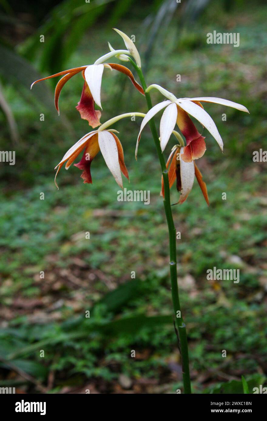 Nun's Orchid, Greater Swamp-orchid, Swamp Lily, Swamp Orchid, Nun's-hood Orchid, Veiled Orchid, Lady Tankerville's Swamp Orchid, Phaius tankervilleae. Stock Photo