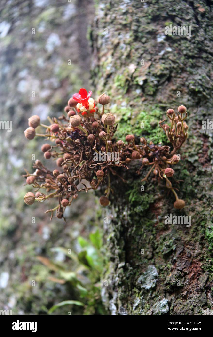 Theobroma simiarum,Theobromateae, Malvaceae. Costa Rica. Theobroma is a genus of flowering plants in the mallow family, Malvaceae. Stock Photo
