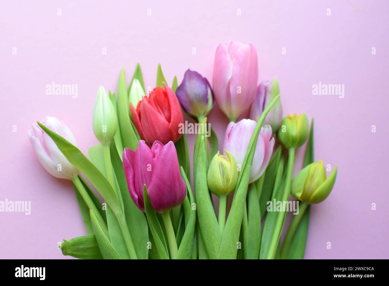 Bouquet of colorful spring tulips for Mother's Day or Women's Day on a  pink background. Stock Photo