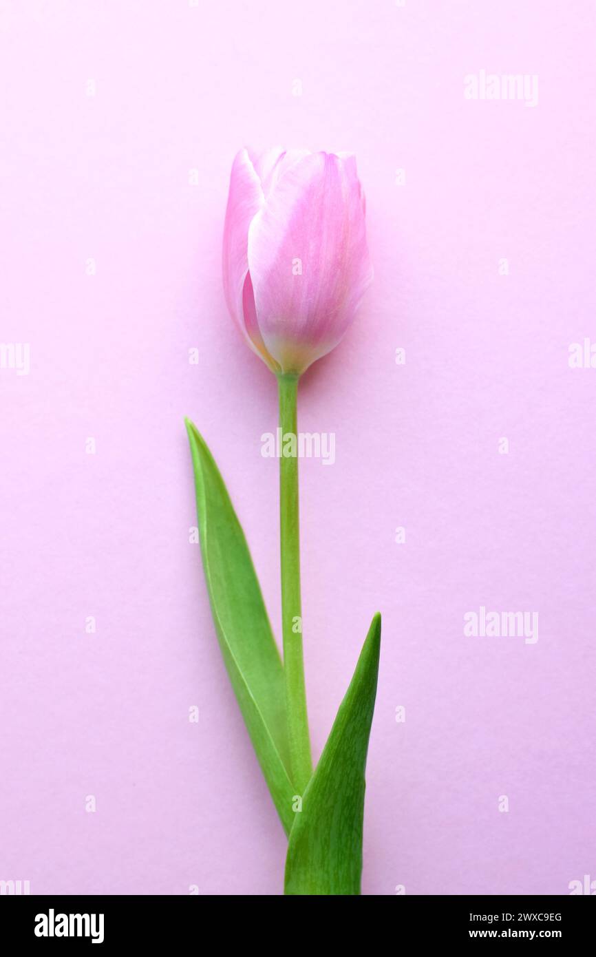 One pink tulip on a pink background. Vertical photo Stock Photo