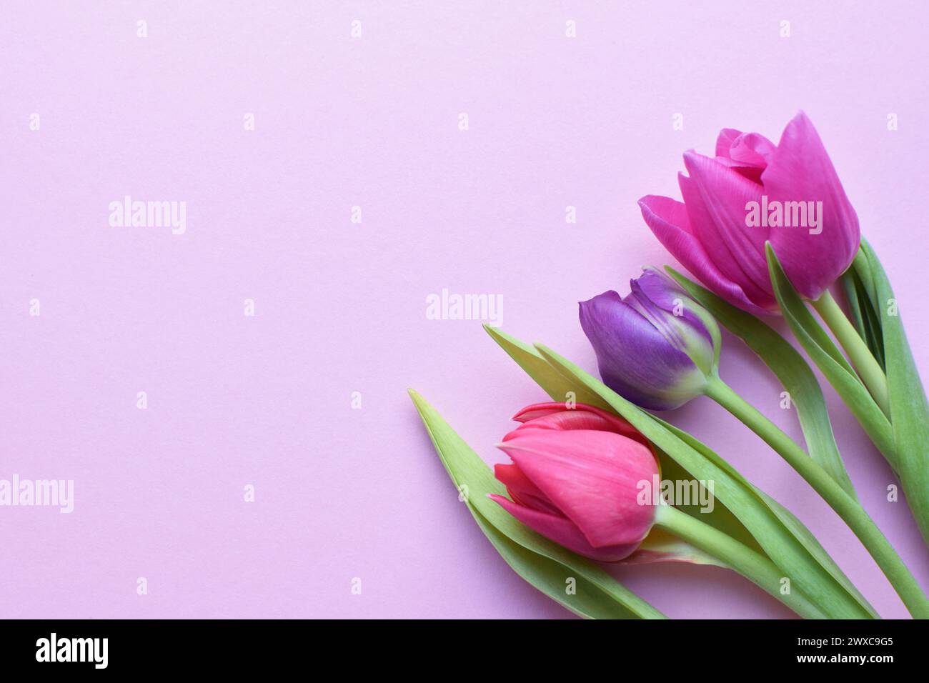 Bouquet of colorful spring tulips for Mother's Day or Women's Day on a  pink background.  Copy space Stock Photo